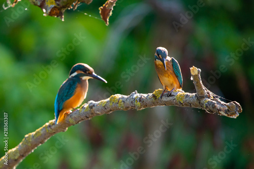 Two Common European Kingfishers or Alcedo atthis perched on a stick above the river and hunting for fish photo