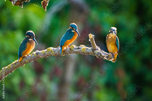 Obraz na płótnie Three Common European Kingfishers or Alcedo atthis perched on a stick above the river and hunting for fish w salonie