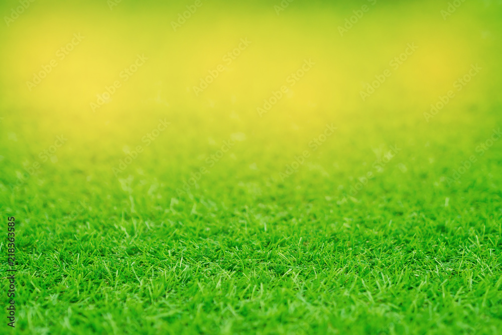 Fototapeta premium grass field background, green grass, green background