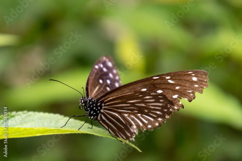 Brown butterfly © Murf Murphy 