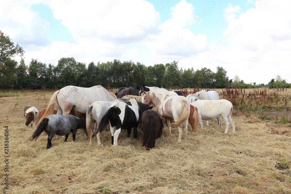 Pferde und Ponys fressen Heu auf einer Koppel Pferde und Ponys fressen Heu auf einer Koppel
