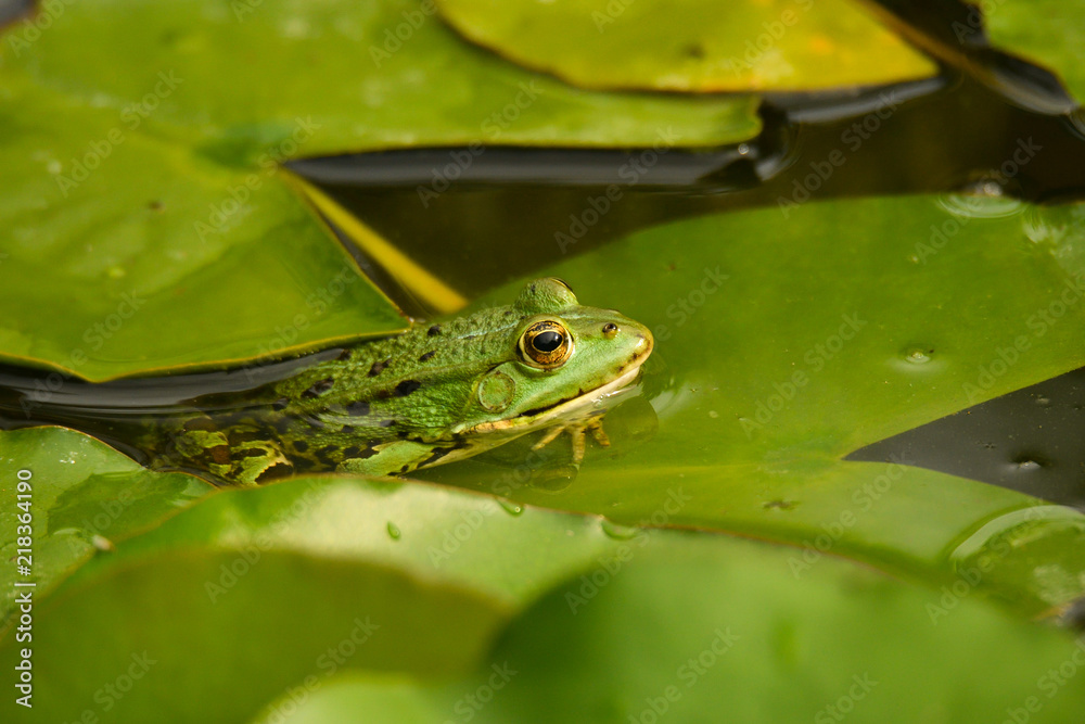 Teichfrosch Teichfrosch
