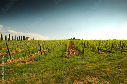 Bbeautiful green vineyards and blue sky in Chianti region near Greve in Chianti (Florence). Italy