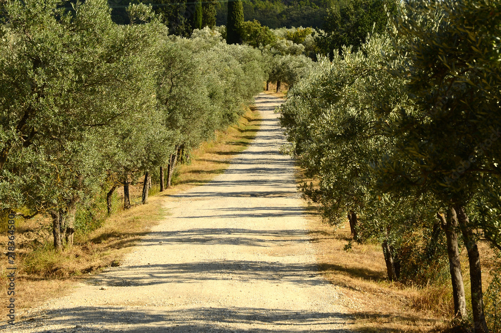 Tuscan rural landscape. White road and Olive Trees. Summer Season, Tuscany. Italy.