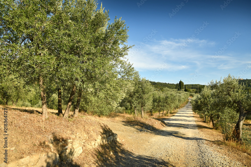 Tuscan rural landscape. White road and olive trees with blue cloudy sky. Summer season, Tuscany. Italy.