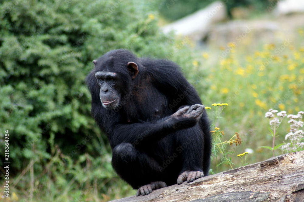 Schimpanse Affe in Gafangenschaft im Zoo