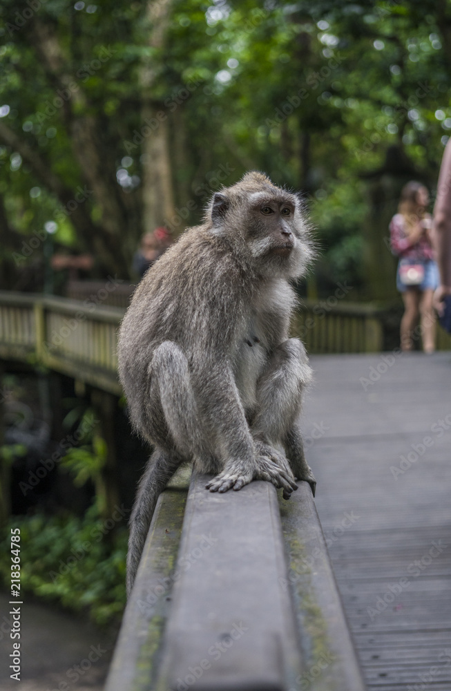 Monkey sitting on a rail in the Monkeyforest of Bali in Indonesia