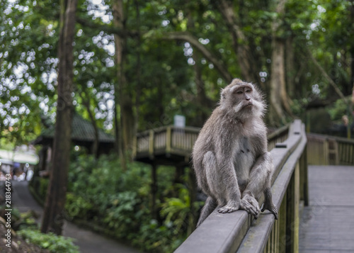 Monkey sitting on a rail in the Monkeyforest of Bali in Indonesia © rene gamper
