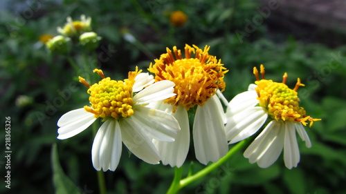 Beautiful yellow camomille flowers in the fields