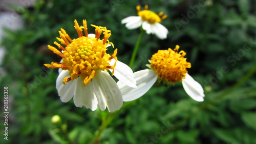 Camomille flowers in the fields