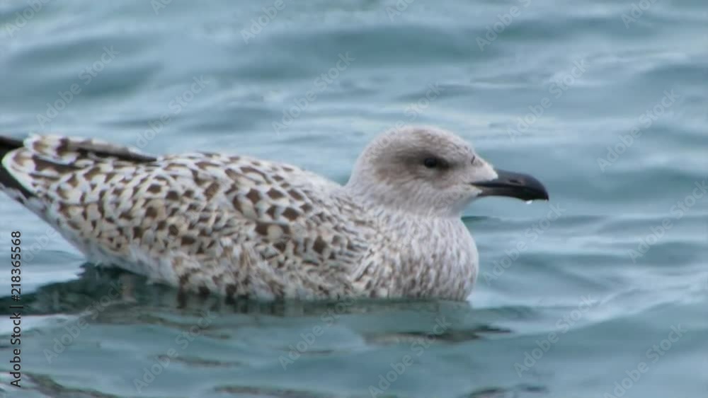 Fantastic close-up of a seagull swimming in the sea next to the boat as it bobs up and down with the ocean waves. Fantastic close-up of a seagull swimming in the sea next to the boat as it bobs up and down with the ocean waves.