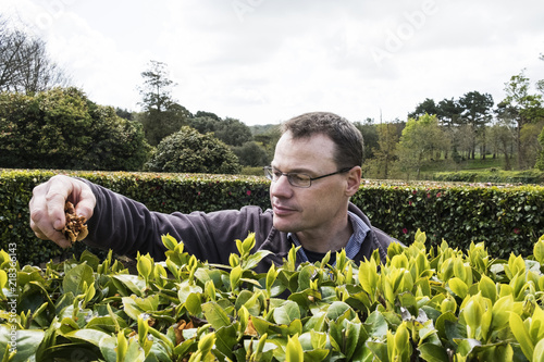 Man standing outdoors in tea plantation, carefully picking tea leaves.
