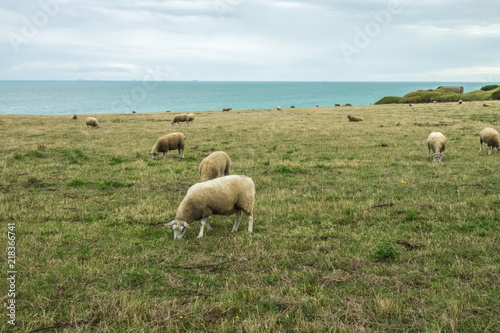 Sheep near the Opale coast