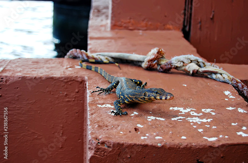 varanus on the pier