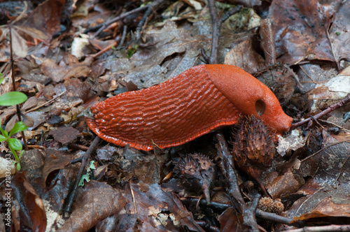 Nacktschnecke photo