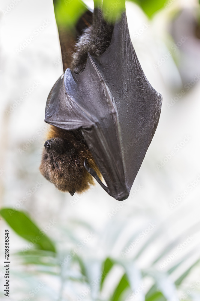 Rodrigues flying fox, fruit bat hanging upside down