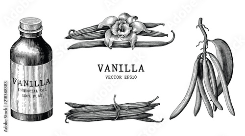 Vanilla collection hand draw vintage clip art isolated on white background