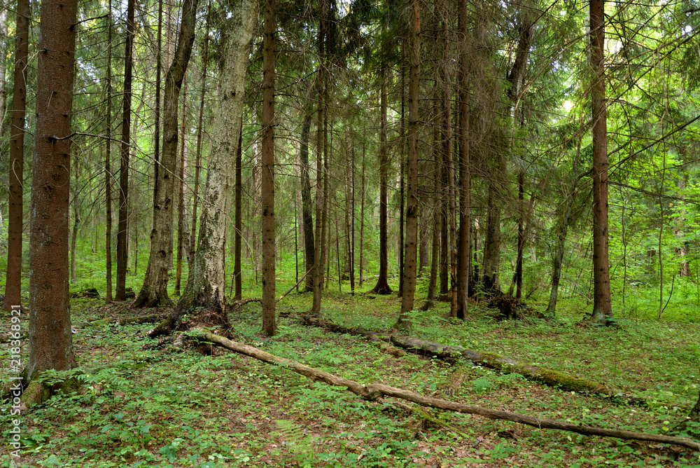 Fototapeta premium Pine forest at summer.