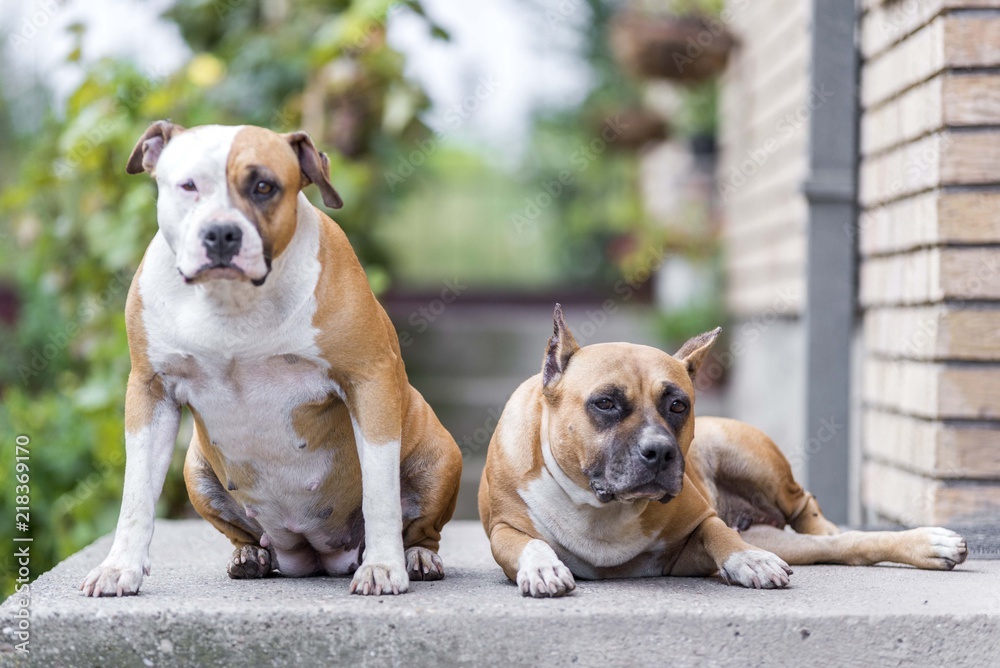 american staffordshire terrier dogs