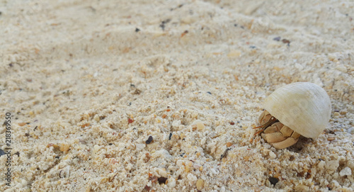 Hermit crab on the beach. © Tongfah
