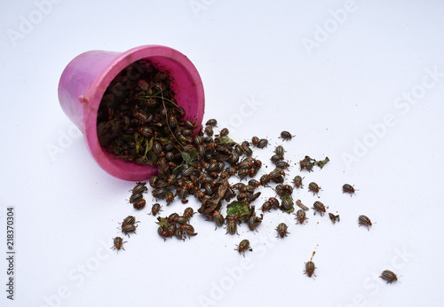 Koloratsky beetles in a bucket photo