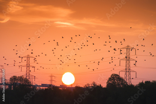 Flock of Starlings at Sunrise