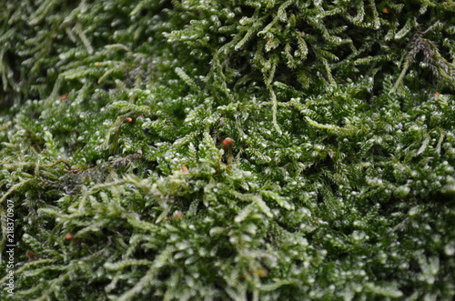 texture of moss in approximation, macro green moss
