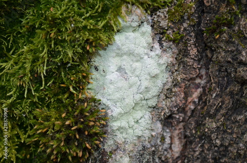 texture of moss in approximation, macro green moss