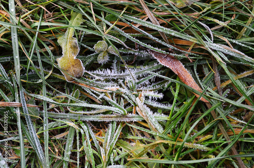 autumn fallen leafs and grass covered with hoarfrost