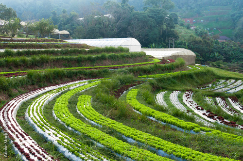 Rows of fresh lettuce plantation and vegetable of familiar agriculture and greenhouse at countryside in Thailand