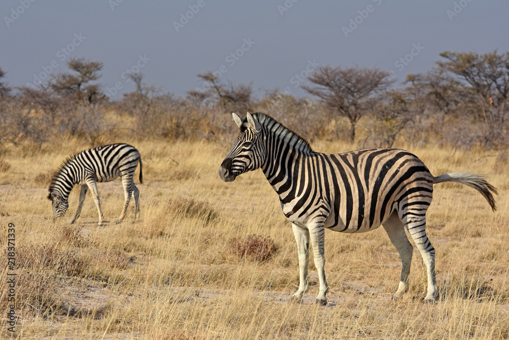 Steppenzebras (Equus quagga) im Etosha Nationalpark (Namibia)