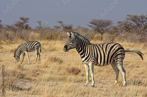 Steppenzebras  Equus quagga  im Etosha Nationalpark  Namibia 