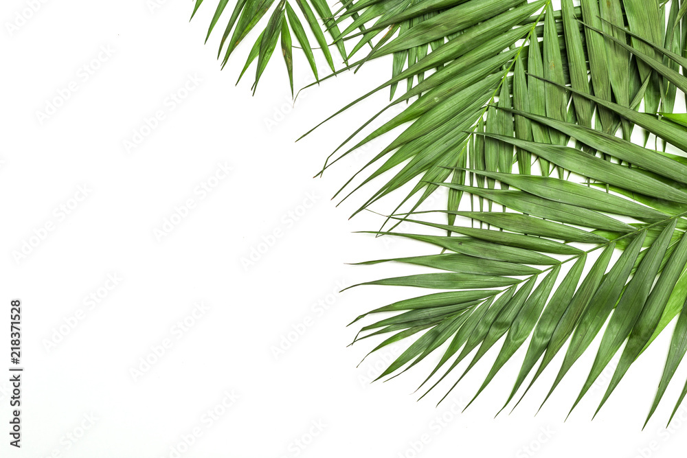 Frame of tropical leaves palms on white background a space for text. Isolated. Top view, flat lay