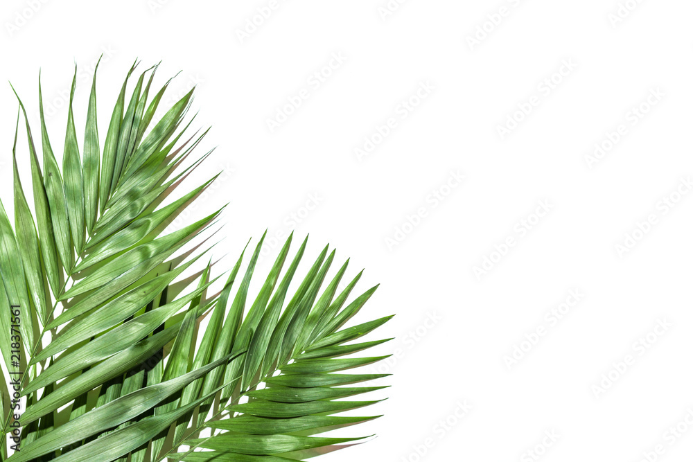 Frame of tropical leaves palms on white background a space for text. Isolated. Top view, flat lay