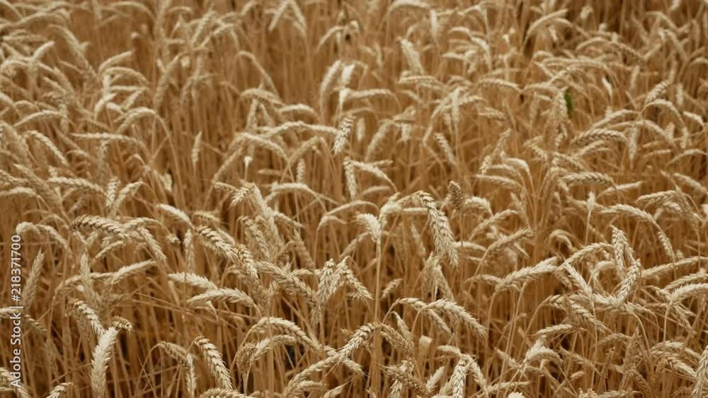 dry yellow wheat in the field in the summer ready for mowing dry yellow wheat in the field in the summer ready for mowing
