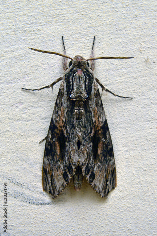 Obraz premium agrius convonvuli moth