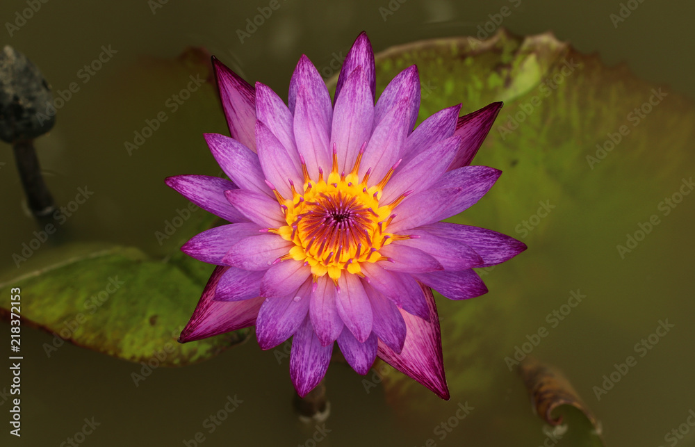 Pink and white lotus flower and green leaves Pink and white lotus flower and green leaves