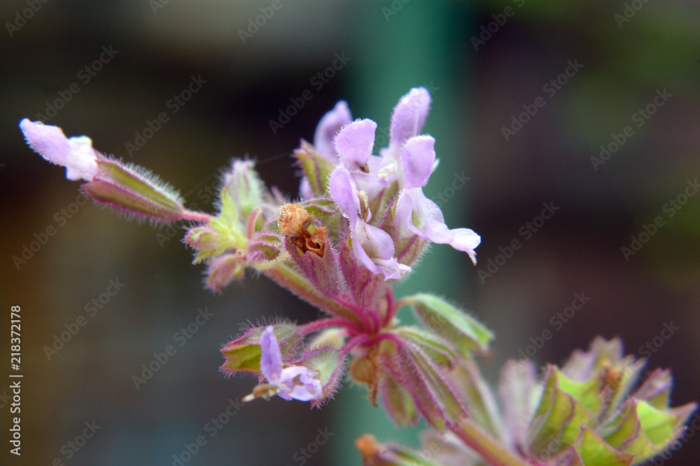 Field flowers close up selective focus Field flowers close up selective focus