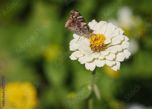 Monarch Butterfly feeding on Zinnia flower. Selective focus and shallow depth of field.