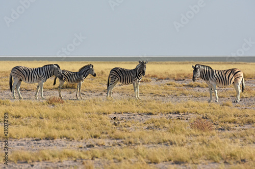 Zebras  equus quagga  im Etosha Nationalpark  Namibia 
