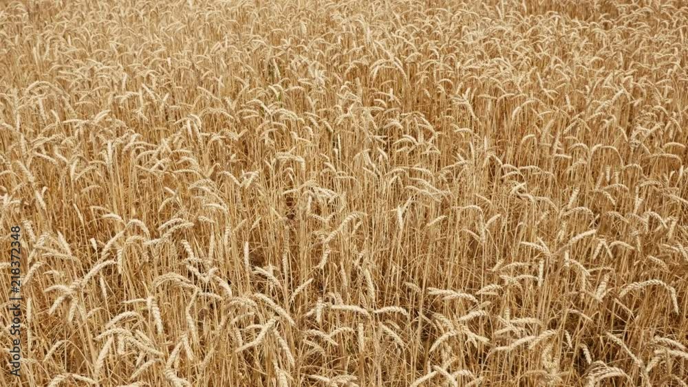 dry yellow wheat in the field in the summer ready for mowing dry yellow wheat in the field in the summer ready for mowing