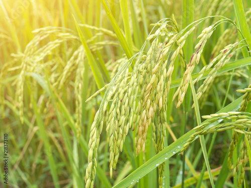 Fototapeta Green paddy rice background. ear of paddy