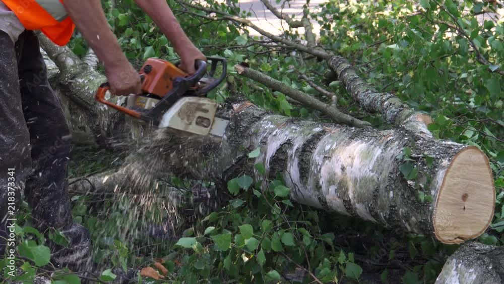 Lumberjack at work cutting a thick log with a chainsaw on the ground. Lumberjack at work cutting a thick log with a chainsaw on the ground.