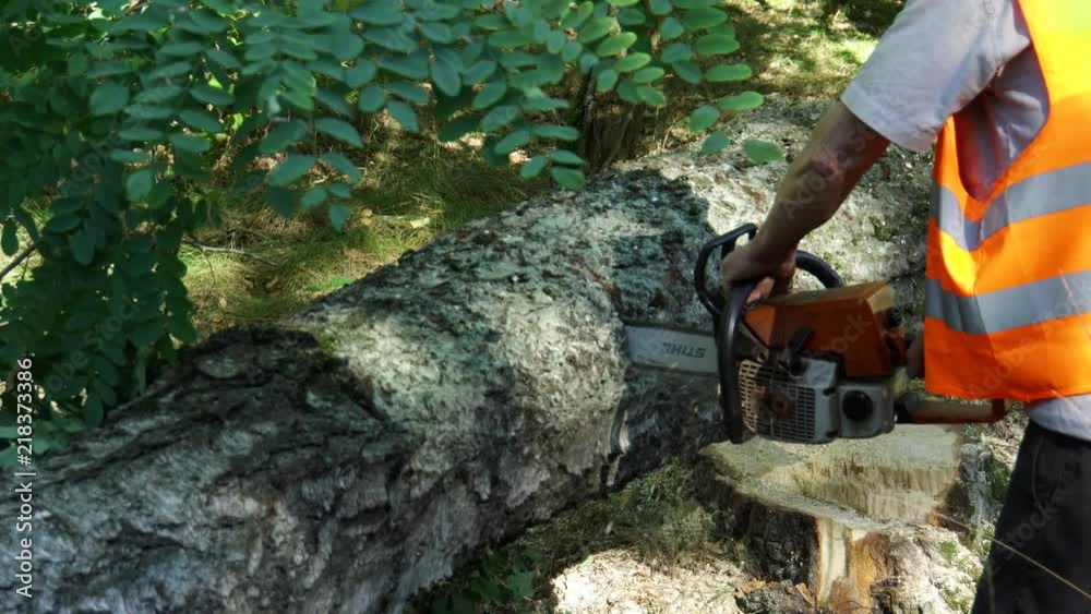 Lumberjack at work cutting a thick log with a chainsaw wearing a high visibility safety vest. Lumberjack at work cutting a thick log with a chainsaw wearing a high visibility safety vest.