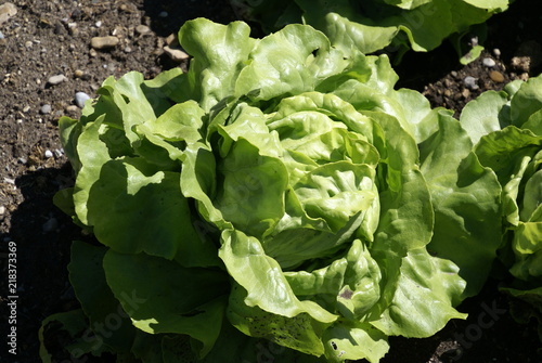 Kopfsalat 01  Lactuca sativa var. capitata