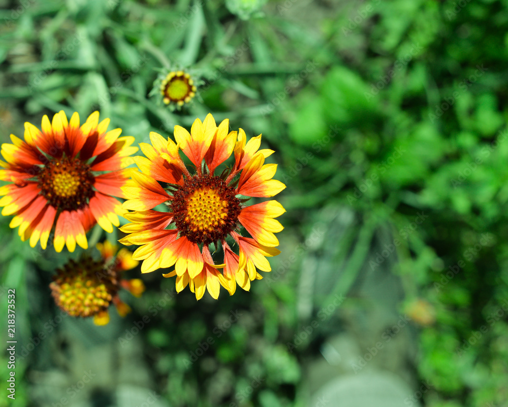 Echinacea in a natural background. Template or mock up. Coneflowers are plants of prairies and open woods. Top view. Echinacea in a natural background. Template or mock up. Coneflowers are plants of prairies and open woods. Top view.