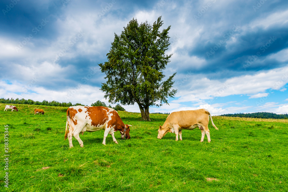 cows on a mountain meadow, Pieniny, Poland