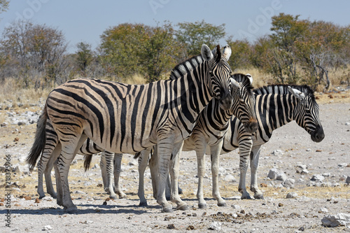 Steppenzebras  Equus quagga  im Etosha Nationalpark  Namibia 