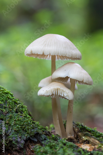 petits champignons poussant sur du bois mort
