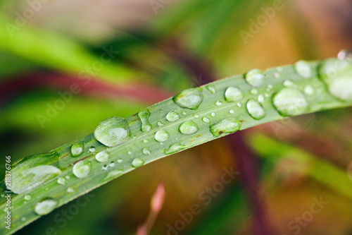 Green Grass with Dew
